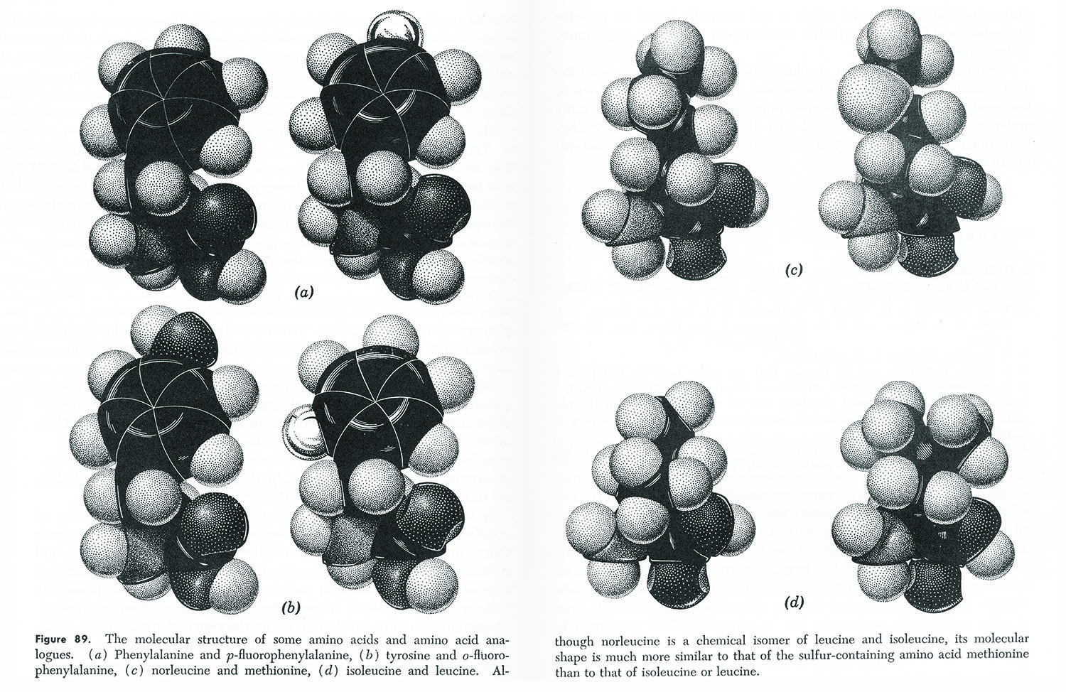 Amino acid molecular structures