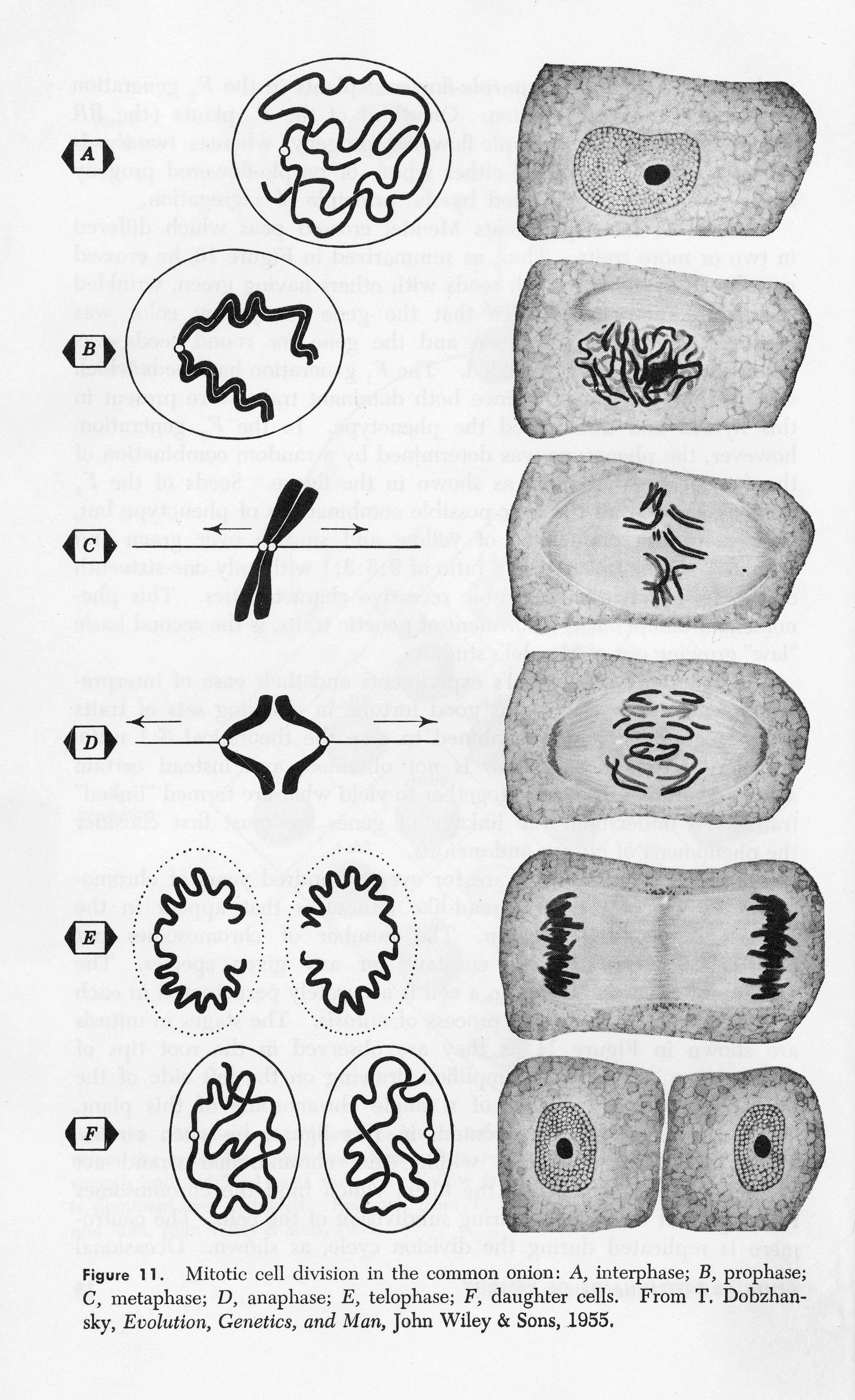Illustrations of cells at various stages of development