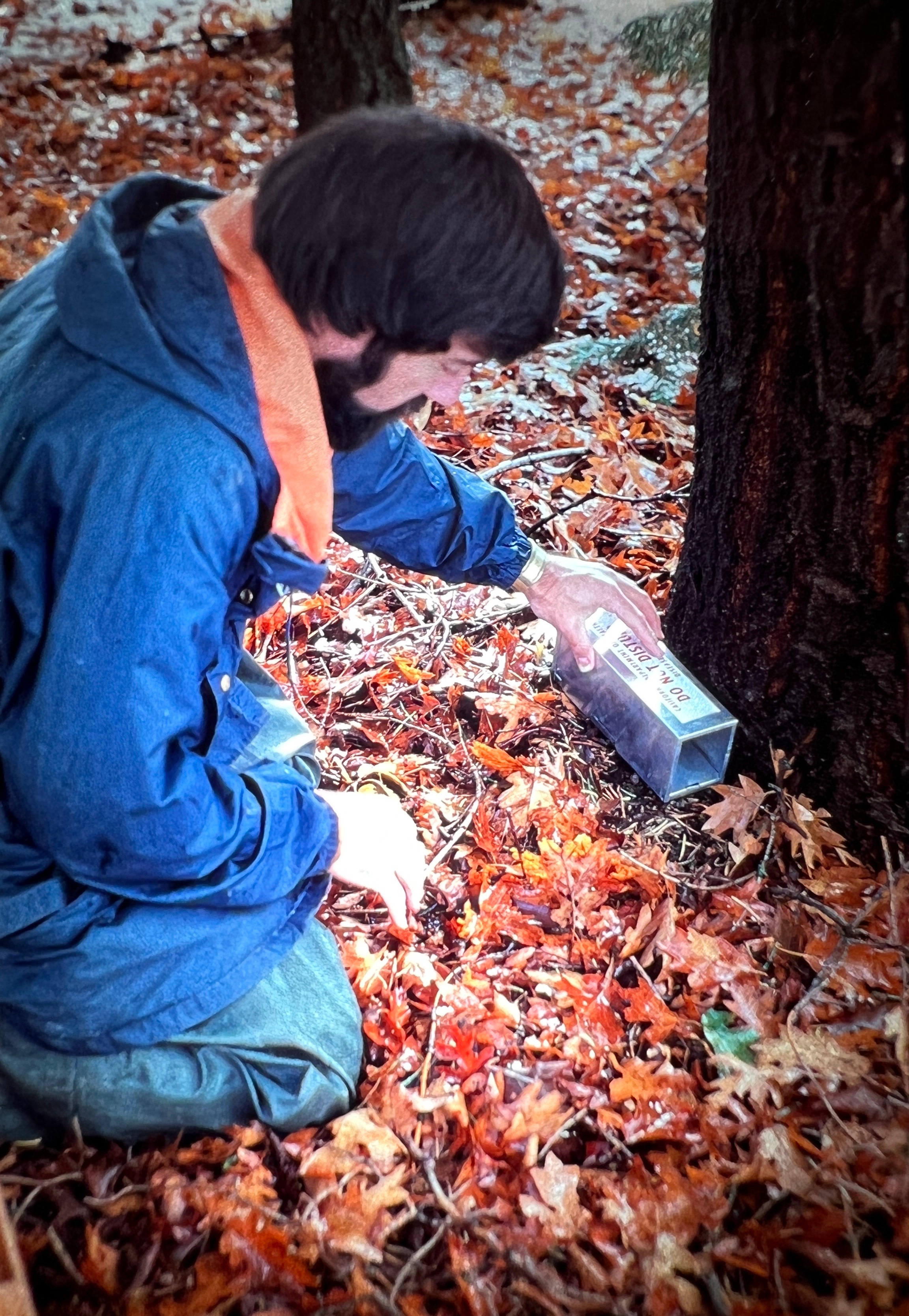 Man placing a tube in colorful fall leaves under a tree.