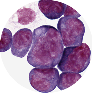 Icon of plasma cells