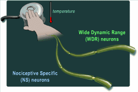 Signals travelling from NS and WDR neurons from the hand over a stimuli